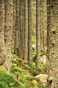 Trees in forest