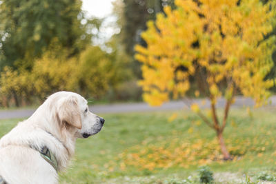 High angle view of golden retriever looking away