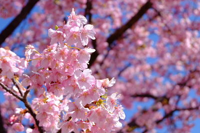 Low angle view of cherry blossoms in spring