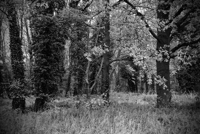 Trees in the dark