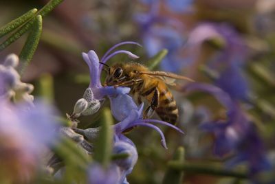 Close-up of bee pollinating on flower