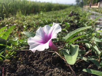 Close-up of pink flower on field