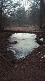 Stream flowing through forest