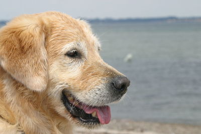 Close-up of dog looking away