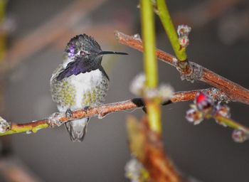 Close-up of bird perching on tree