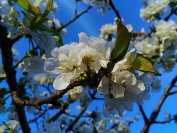 Low angle view of apple blossoms in spring