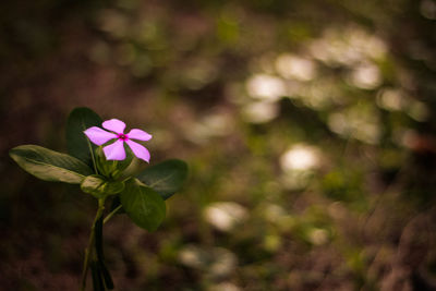 Close-up of pink flowering plant