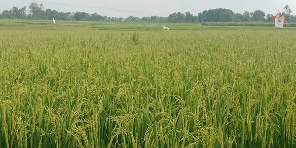 Scenic view of agricultural field