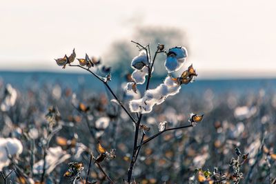 Close-up of white flowers against sky