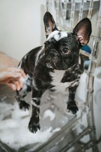 Dog with soap sud on chair at home