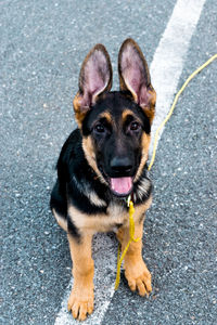 Close-up portrait of a dog