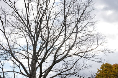 Low angle view of bare tree against sky