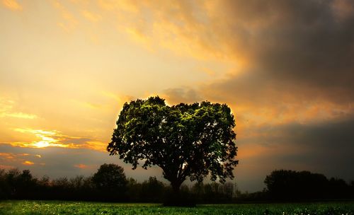 Tree against sky during sunset