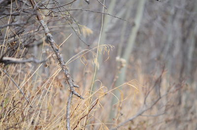 Close-up of plant against blurred background
