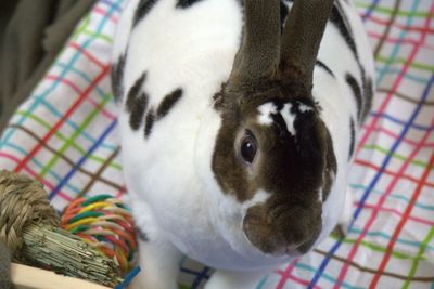 Closeup of rabbit