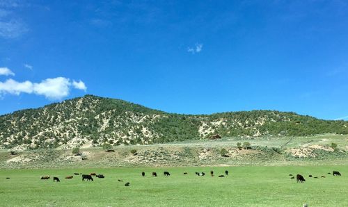 Flock of sheep grazing in a field