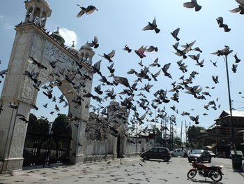 Birds flying over city against sky