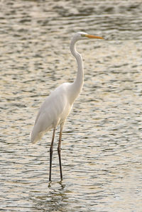 White duck in a lake