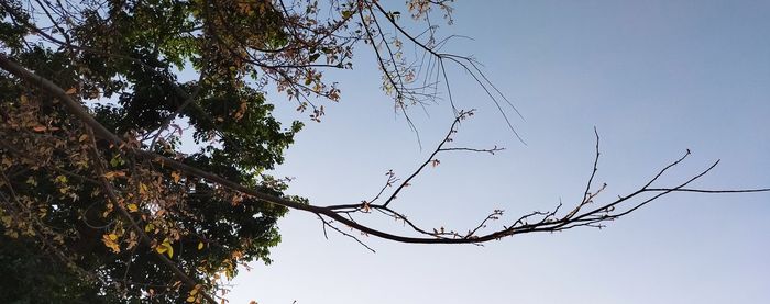 Low angle view of bare tree against sky