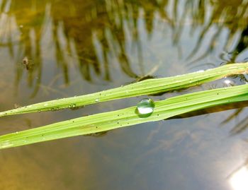 Close-up of water drops on grass