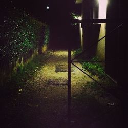 View of trees at night