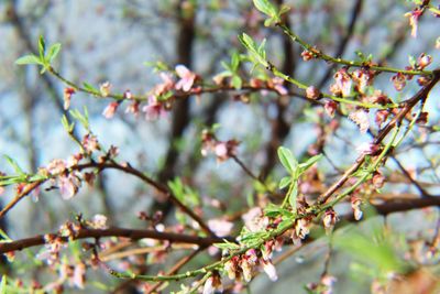 Low angle view of cherry blossom on tree