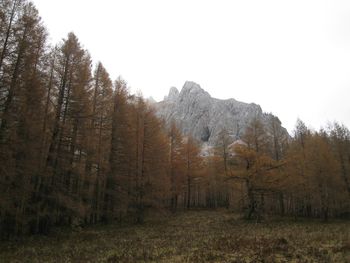 Scenic view of forest