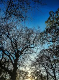 Low angle view of bare trees against blue sky