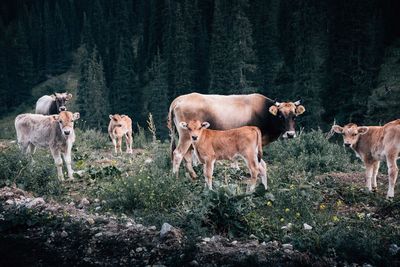 Cows and calves standing by plants