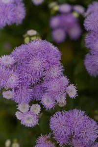 Close-up of fresh purple flowers blooming in garden