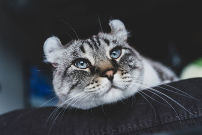 Close-up portrait of tabby cat