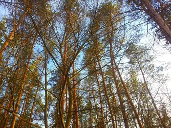 Low angle view of tree