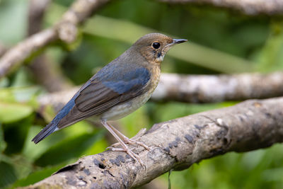 Close-up of bird perching on branch