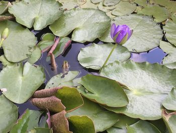 Full frame of water lily in pond