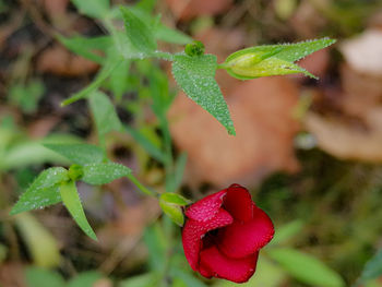 Close-up of red rose flower