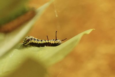 Close-up of insect