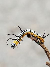 Close-up of caterpillar