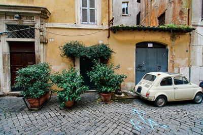 Potted plants on street against building