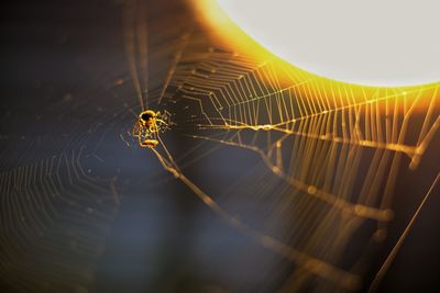 Close-up of spider on web