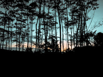 Low angle view of silhouette trees against sky