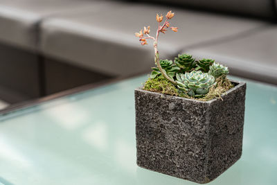 Close-up of potted plant on table