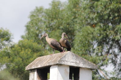 Birds perching on roof against trees