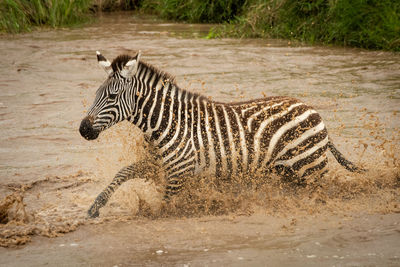 Plains zebra gallops across river in spray