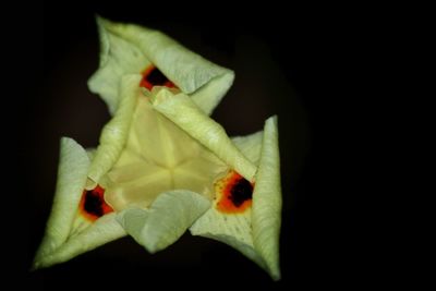 Close-up of red flower over white background