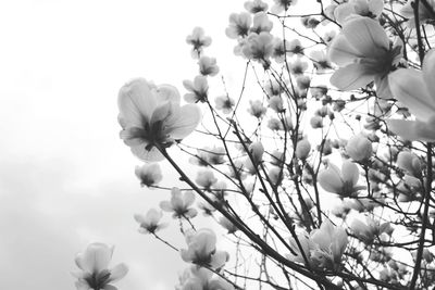 Low angle view of flowers against sky