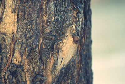 Close-up of tree trunk