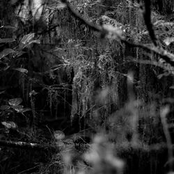 Trees growing in forest