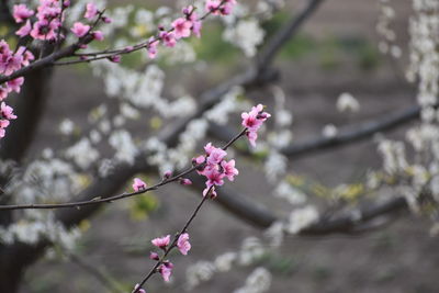 Close-up of pink cherry blossoms