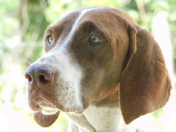 Close-up of dog looking away