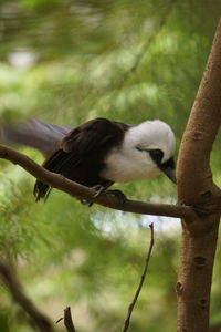 Low angle view of bird perching on branch